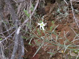 Image of Anthocercis angustifolia F. Müll.