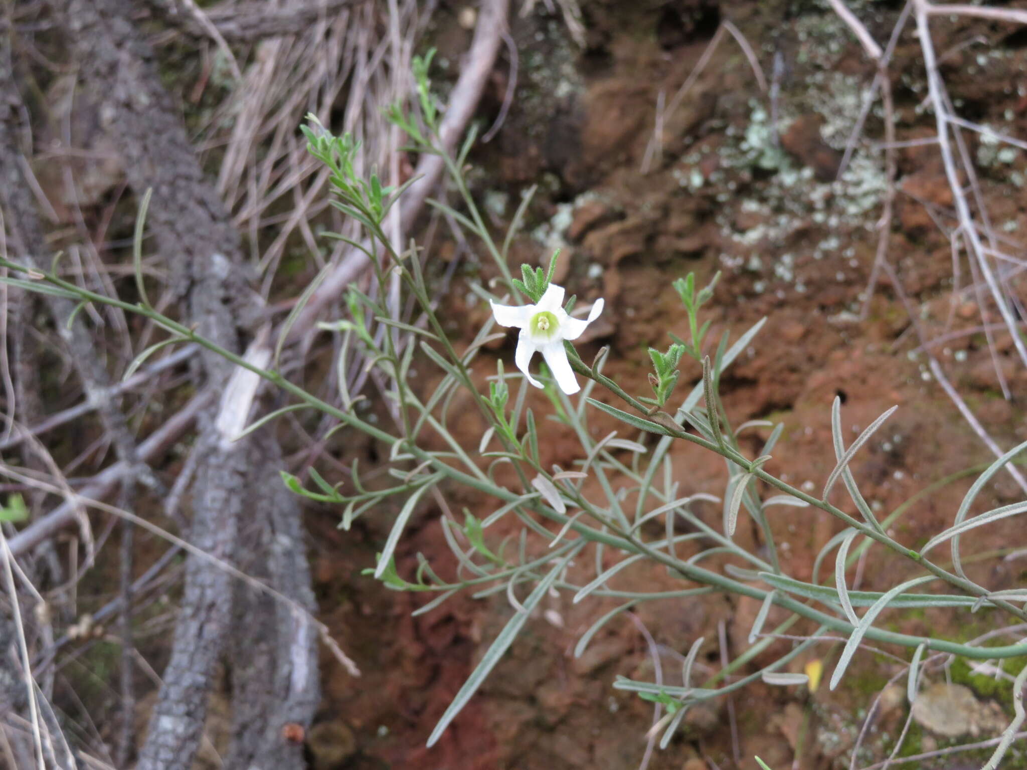 Image of Anthocercis angustifolia F. Müll.