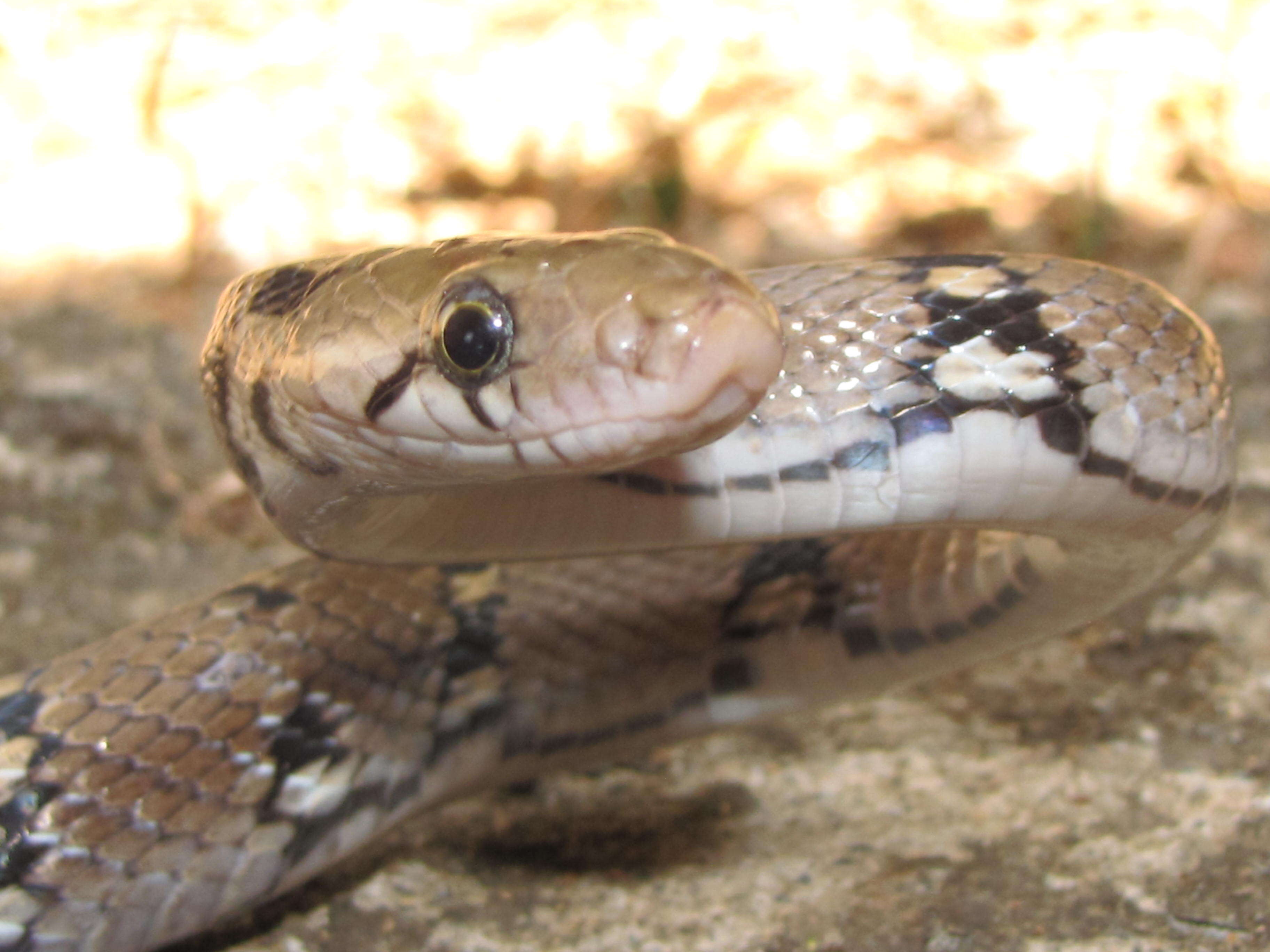 Imagem de Coelognathus helena (Daudin 1803)