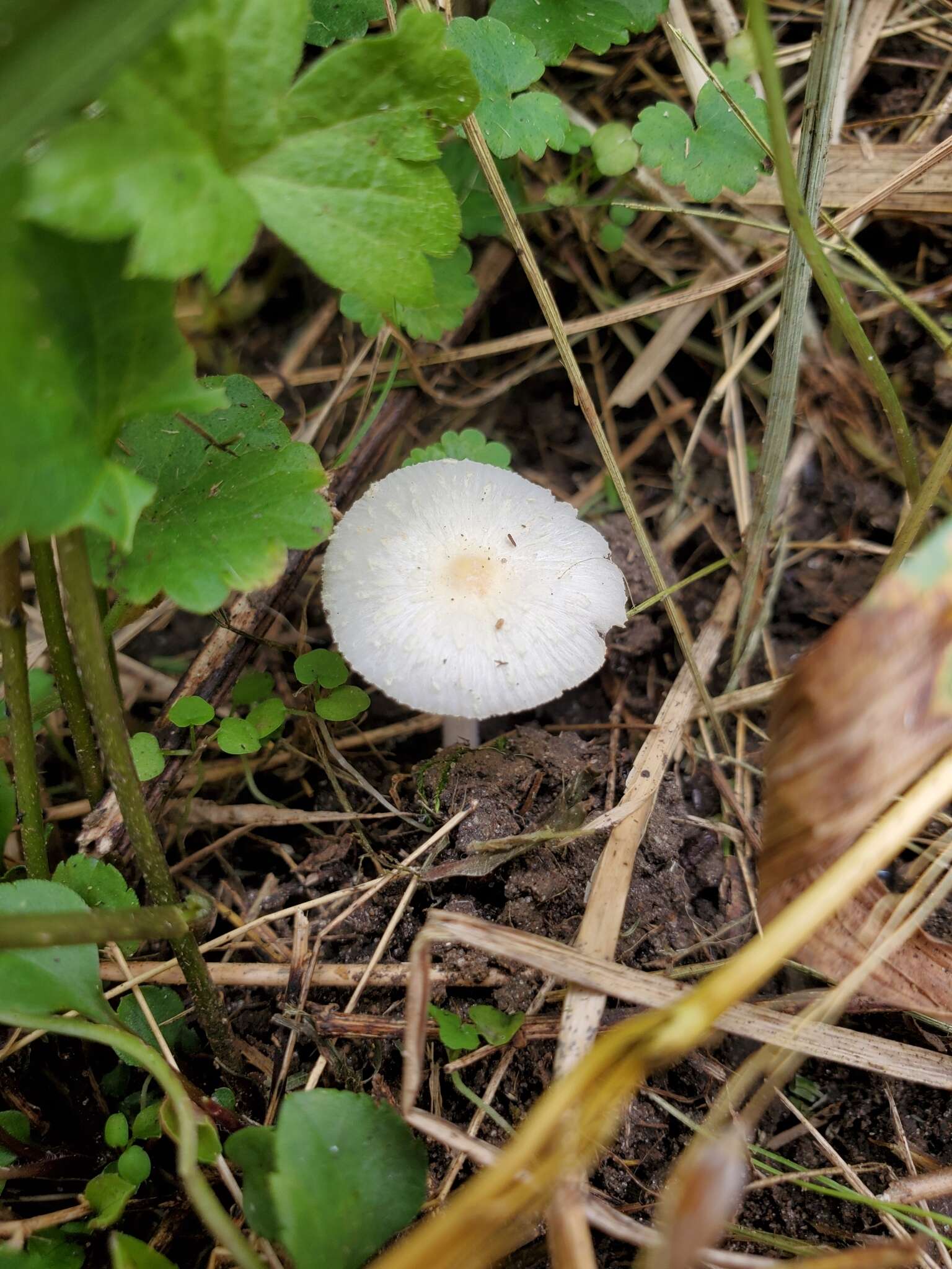 Image of Leucocoprinus flavescens (Morgan) H. V. Sm. 1981