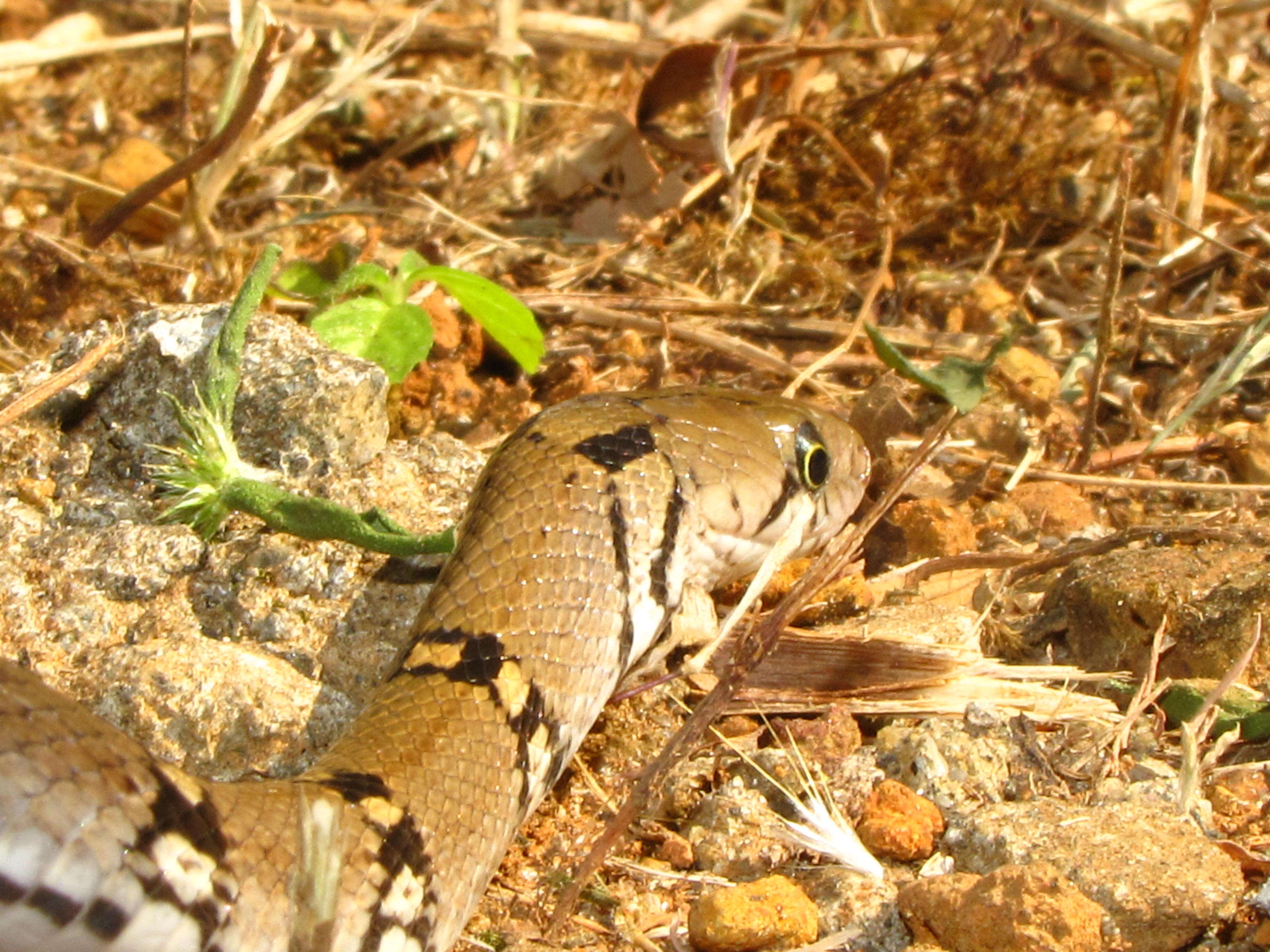 Imagem de Coelognathus helena (Daudin 1803)