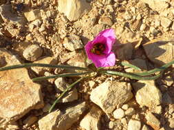 Image of Romulea atrandra G. J. Lewis