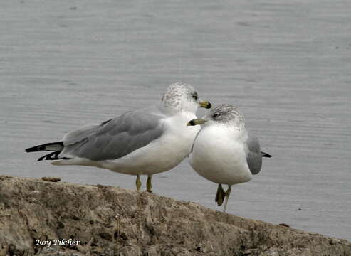 Image of Ring-billed Gull