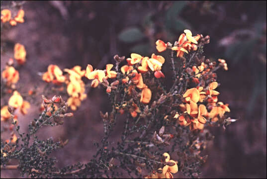 Plancia ëd Mirbelia oxylobioides F. Muell.