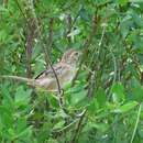 Image of Bachman's Sparrow