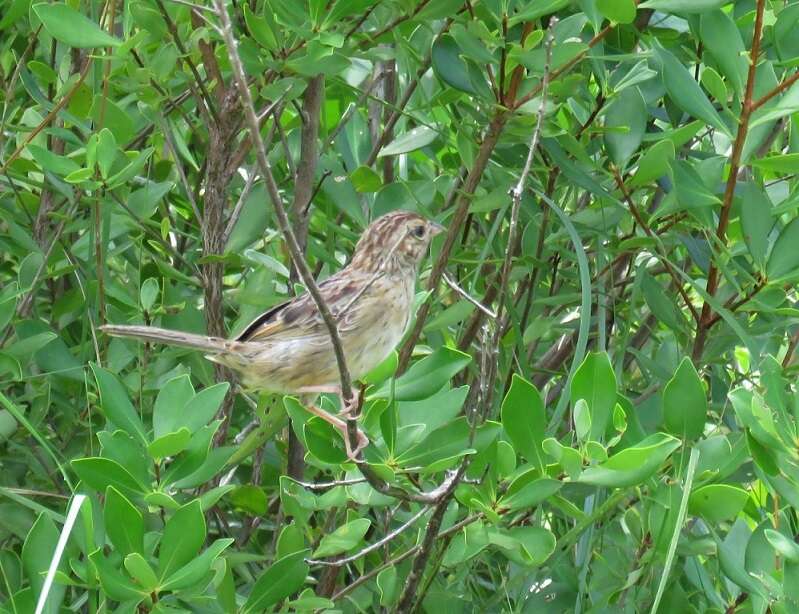 Image of Bachman's Sparrow