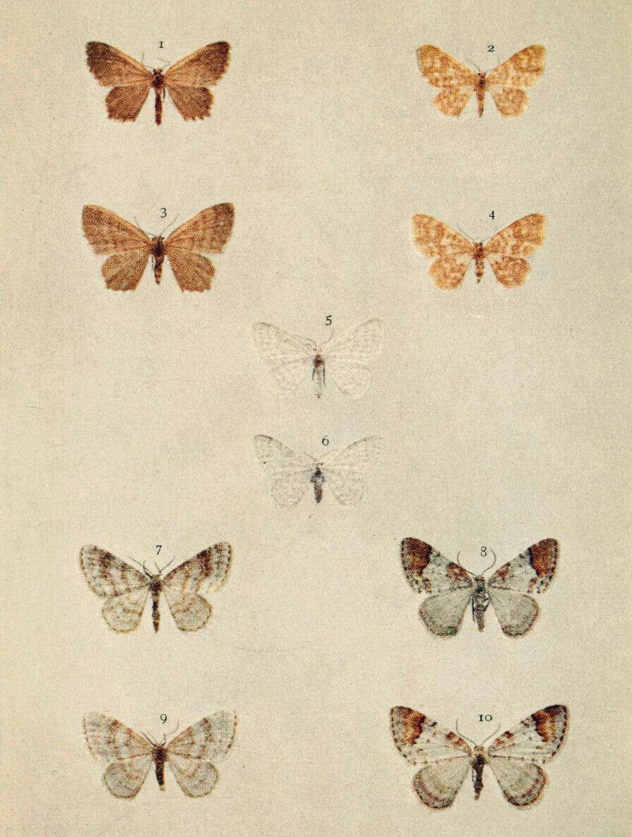 Слика од Venusia blomeri Curtis 1832