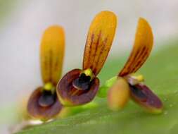 Image of Acianthera