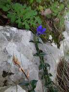 Image of Gentiana septemfida subsp. grossheimii (Doluch.) J. J. Halda