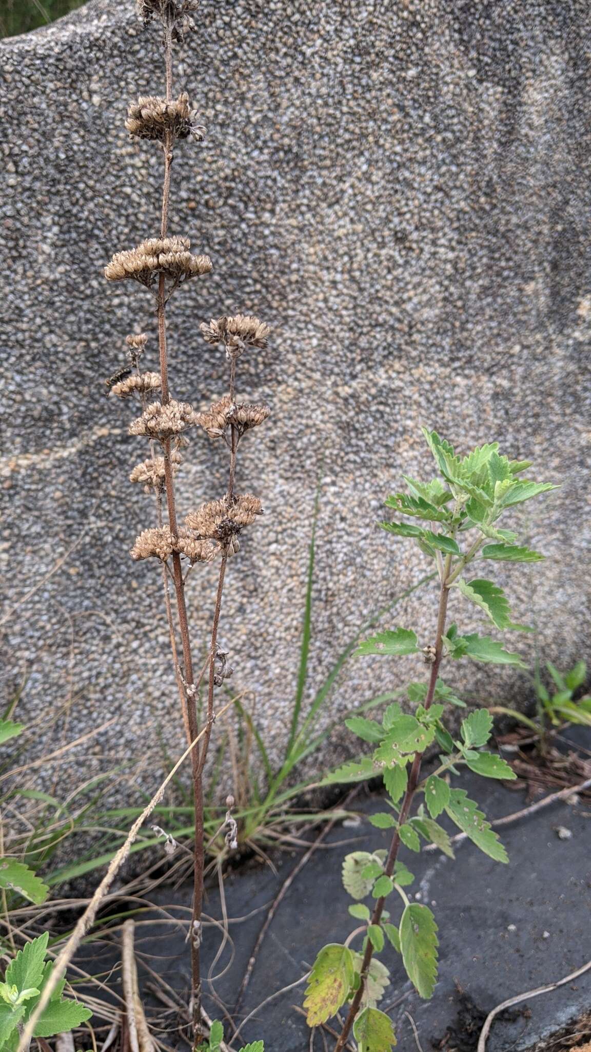 Image of Caryopteris incana (Thunb. ex Houtt.) Miq.