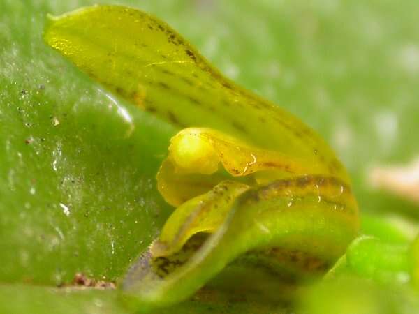 Image of Acianthera heringeri (Hoehne) F. Barros