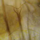 Image of Hydroptila vectis Curtis 1834