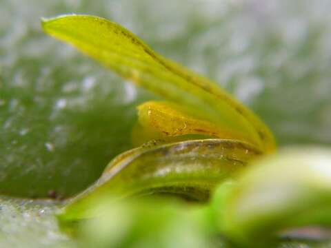 Image of Acianthera heringeri (Hoehne) F. Barros