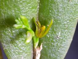 Image of Acianthera heringeri (Hoehne) F. Barros