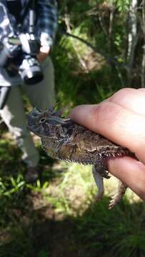 Image of Texas Horned Lizard