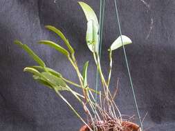 Image of Acianthera heringeri (Hoehne) F. Barros