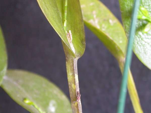 Image of Acianthera heringeri (Hoehne) F. Barros