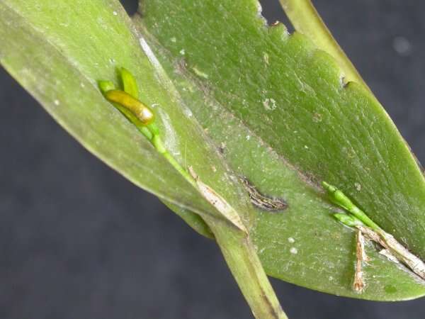 Image of Acianthera heringeri (Hoehne) F. Barros