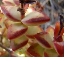 Image of Concertina plant