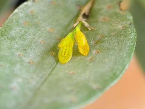 Image of Acianthera luteola (Lindl.) Pridgeon & M. W. Chase