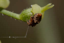 Image of Trashline orbweaver