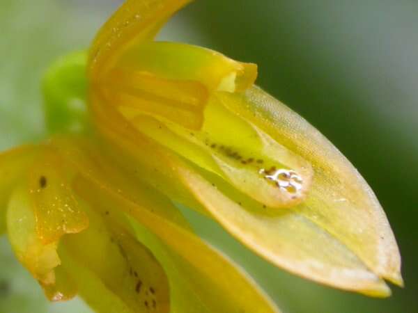 Image of Acianthera luteola (Lindl.) Pridgeon & M. W. Chase