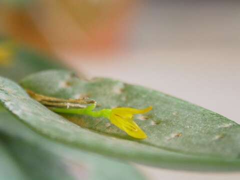 Image of Acianthera luteola (Lindl.) Pridgeon & M. W. Chase