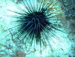 Image of spiny urchin