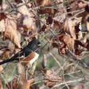 Image of Red-eyed Eastern Towhee