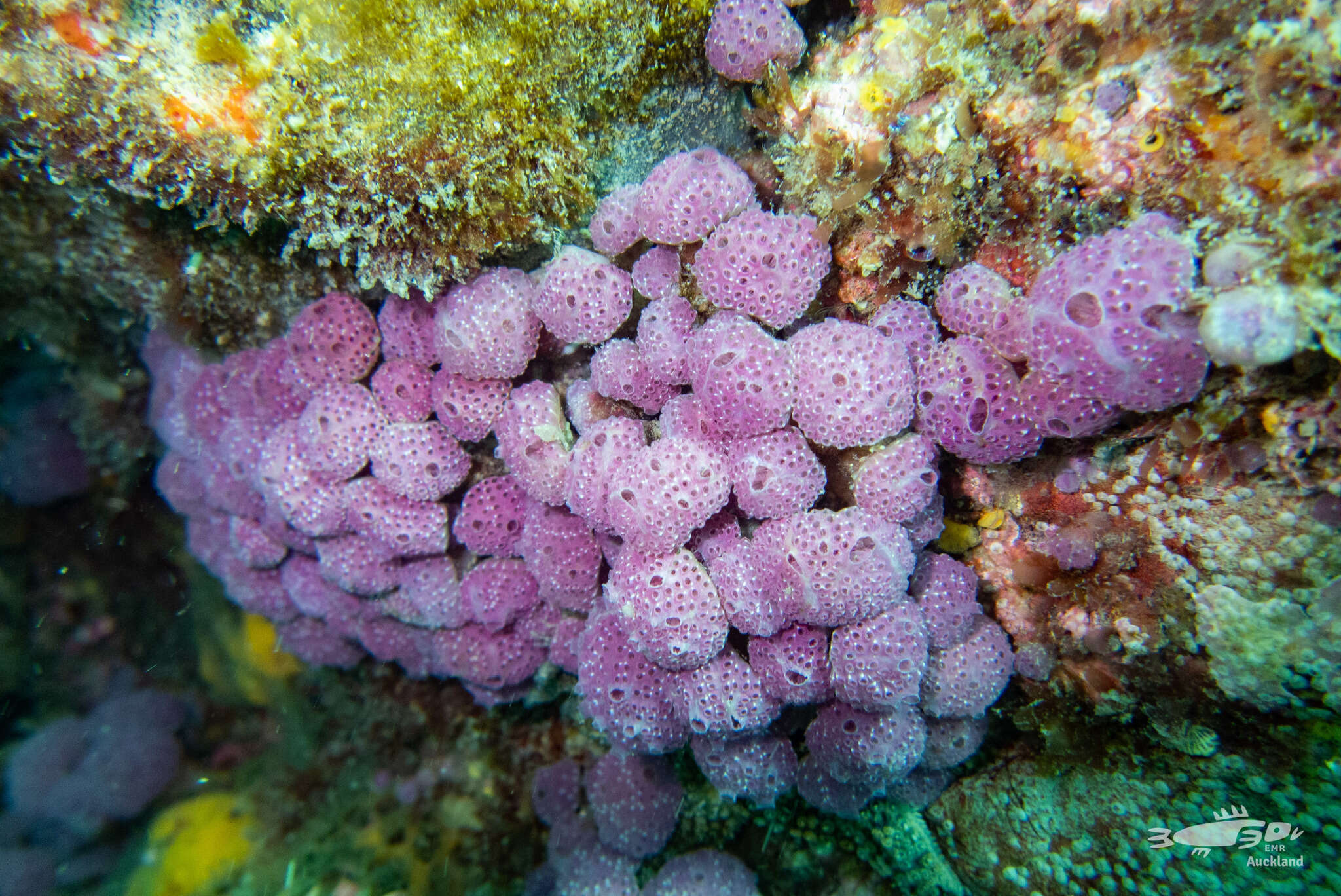 Image of Hypsistozoa fasmeriana (Michaelsen 1924)