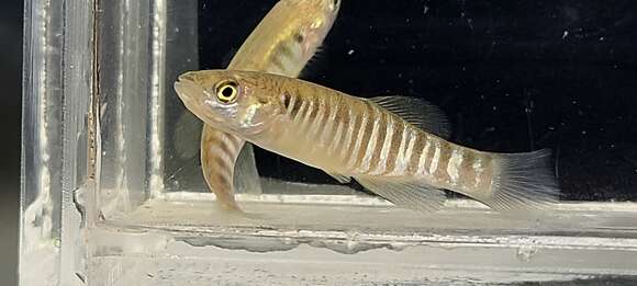 Image of Plains Killifish