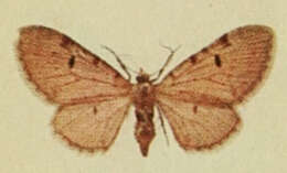 Слика од Eupithecia expallidata Doubleday 1856