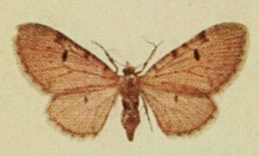 Слика од Eupithecia expallidata Doubleday 1856