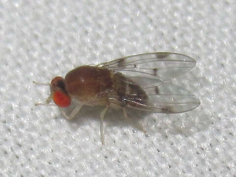 Image of Pomace fly