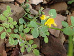 Image of coastal bird's-foot trefoil