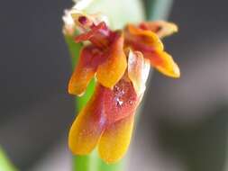 Image of Acianthera fockei (Lindl.) Pridgeon & M. W. Chase