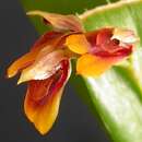 Image of Acianthera fockei (Lindl.) Pridgeon & M. W. Chase