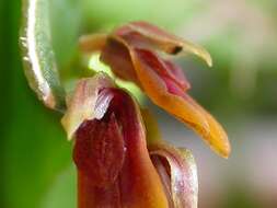 Image of Acianthera fockei (Lindl.) Pridgeon & M. W. Chase