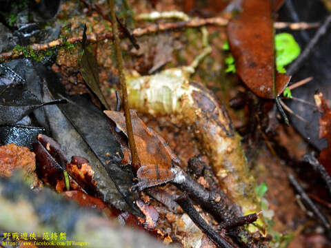 Image de Pseudophilautus cuspis (Manamendra-Arachchi & Pethiyagoda 2005)