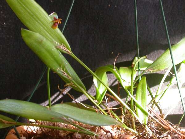 Image of Acianthera fockei (Lindl.) Pridgeon & M. W. Chase