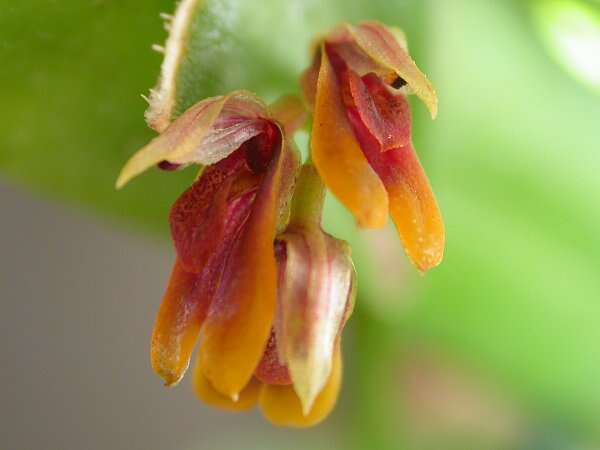 Image of Acianthera fockei (Lindl.) Pridgeon & M. W. Chase