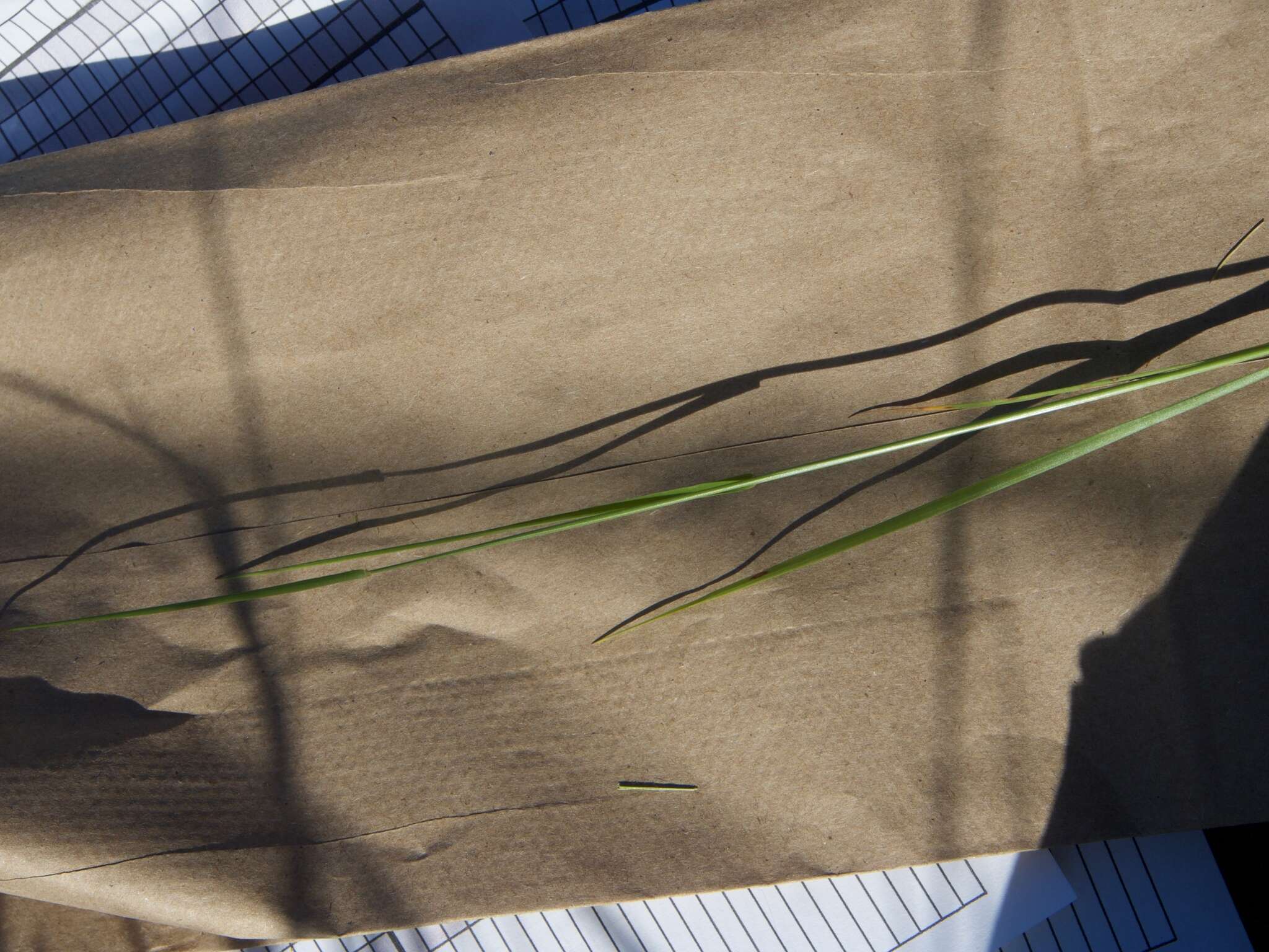 Image of Colonial bent(grass)