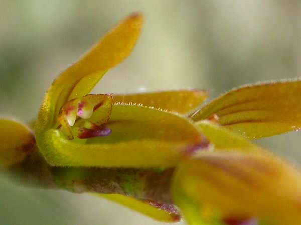Image of Acianthera klotzschiana (Rchb. fil.) Pridgeon & M. W. Chase
