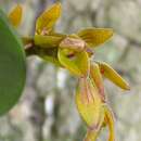 Imagem de Acianthera klotzschiana (Rchb. fil.) Pridgeon & M. W. Chase