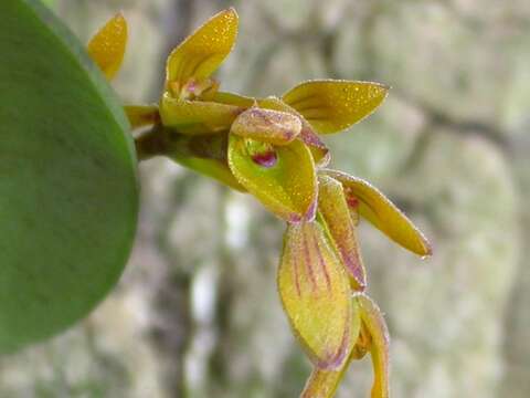 Image of Acianthera klotzschiana (Rchb. fil.) Pridgeon & M. W. Chase