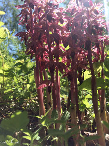 Image of hooded coralroot