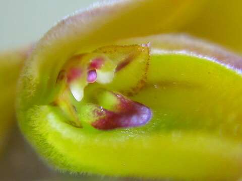 Image of Acianthera klotzschiana (Rchb. fil.) Pridgeon & M. W. Chase