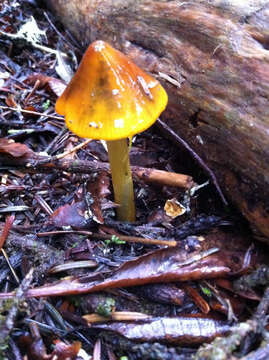 Image of Hygrocybe singeri (A. H. Sm. & Hesler) Singer 1958