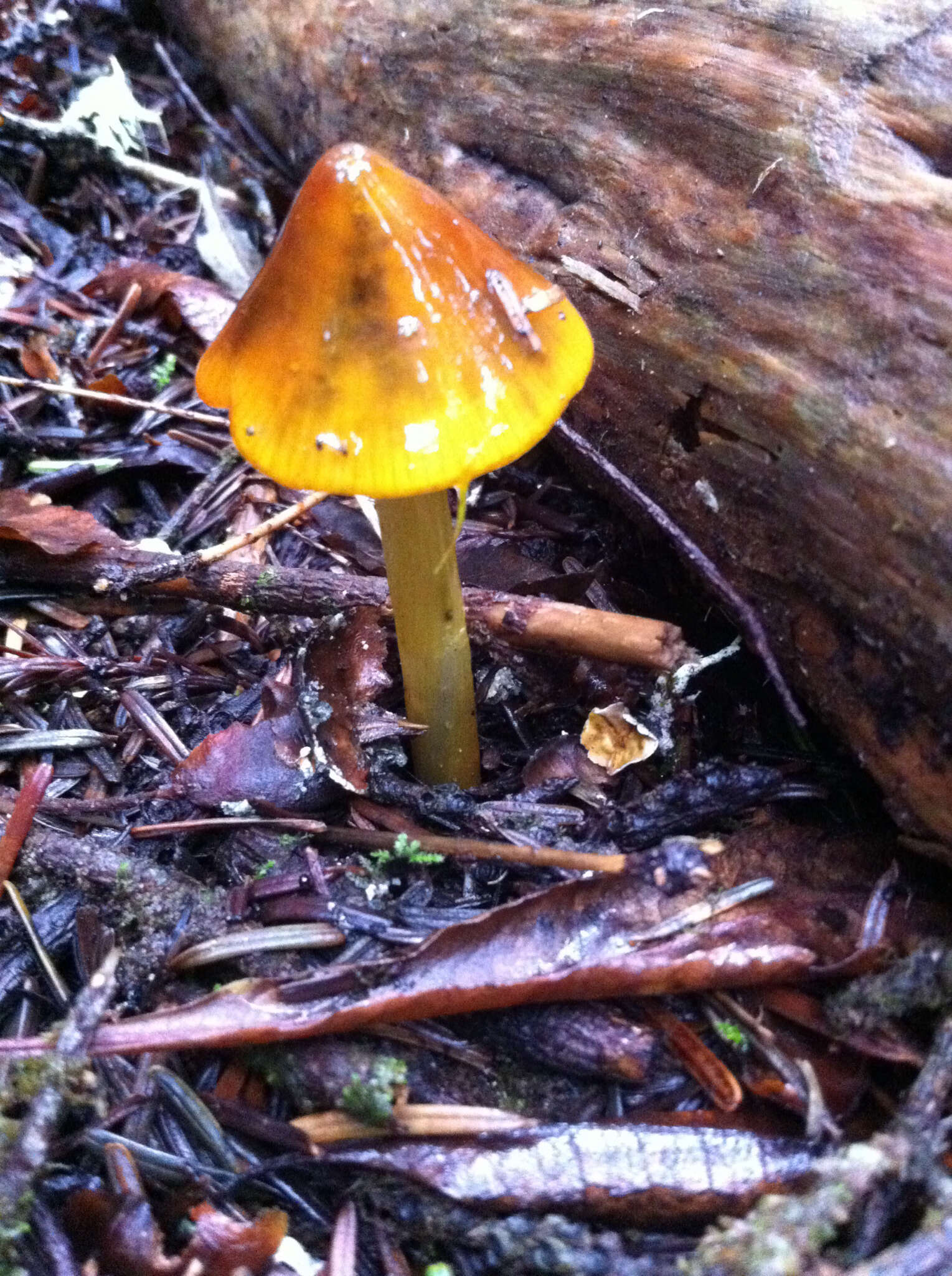 Image of Hygrocybe singeri (A. H. Sm. & Hesler) Singer 1958