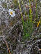 Image of fringed daisy-bush